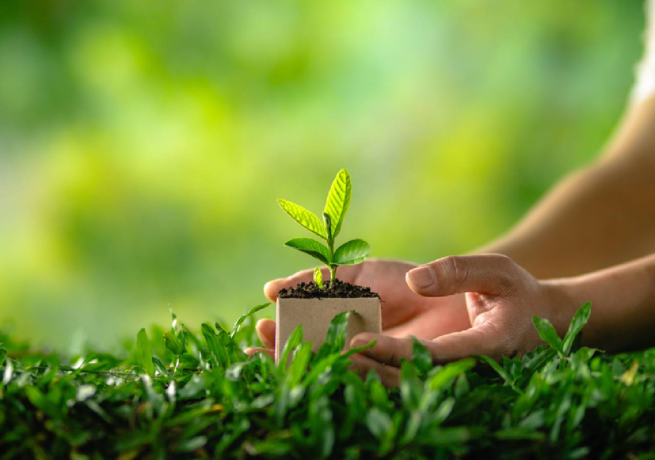 Top 5 Key AI Applications for Agriculture TOP 5 AI APPLICATIONS